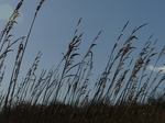 LZ00276 Reeds at Cosmeston lakes.jpg